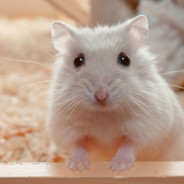 Hamster