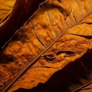 Tobacco TradingCS2